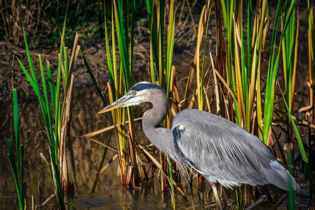 Nandagang International Wetland Photo Contest 2026