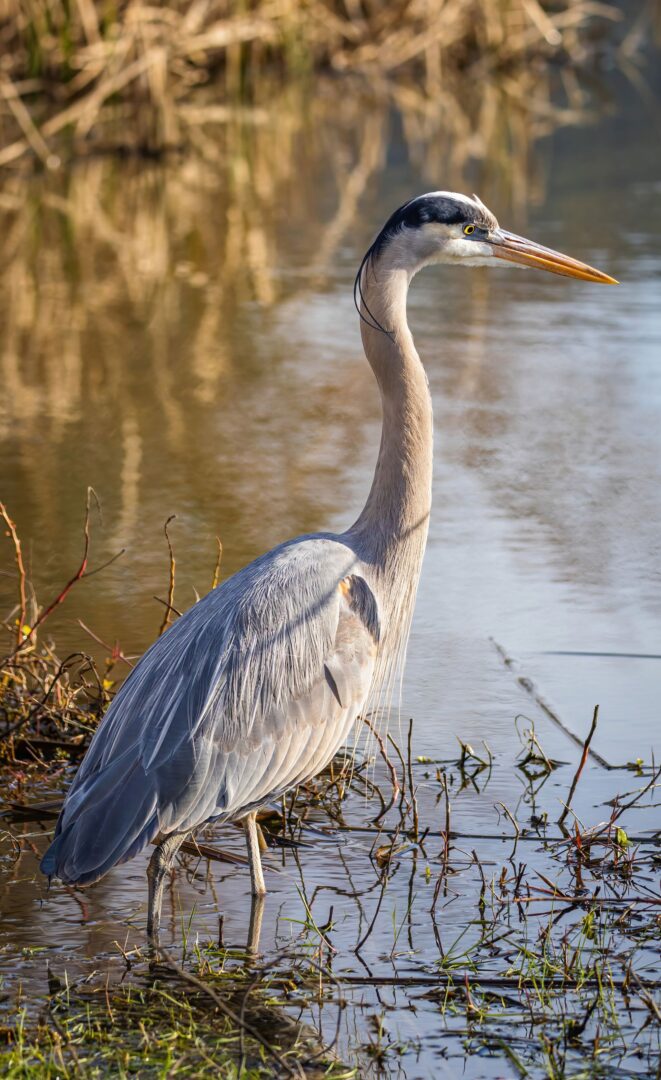 Nandagang International Wetland Photo Contest 2026