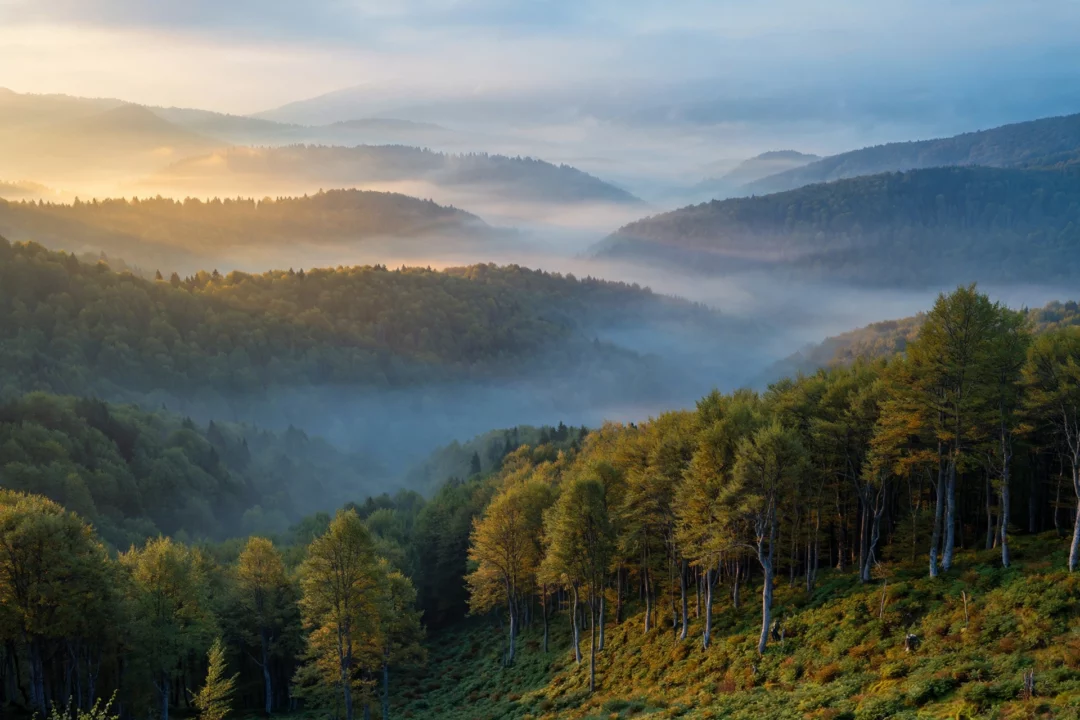Misty Transylvanian forest ridges at dawn